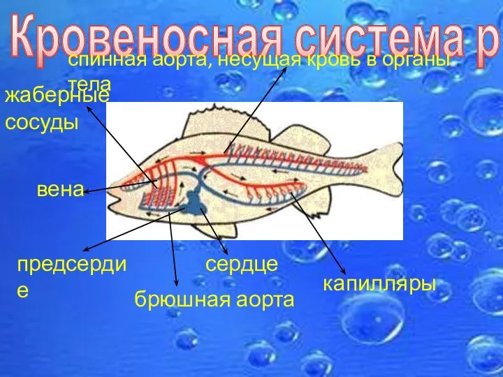 Кровеносная система рыб сердце жаберные сосуды спинная аорта, несущая кровь в органы