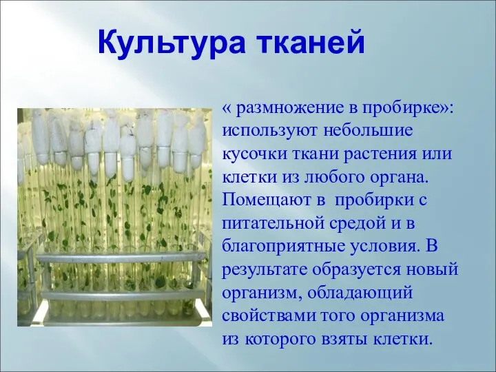 Культура тканей « размножение в пробирке»: используют небольшие кусочки ткани растения или