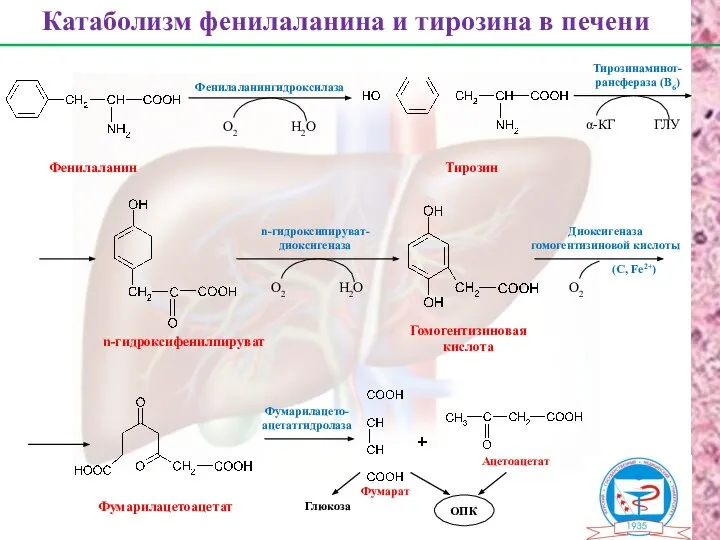 Фенилаланин Тирозин n-гидроксифенилпируват Гомогентизиновая кислота Фумарилацетоацетат Фумарат Ацетоацетат Катаболизм фенилаланина и тирозина