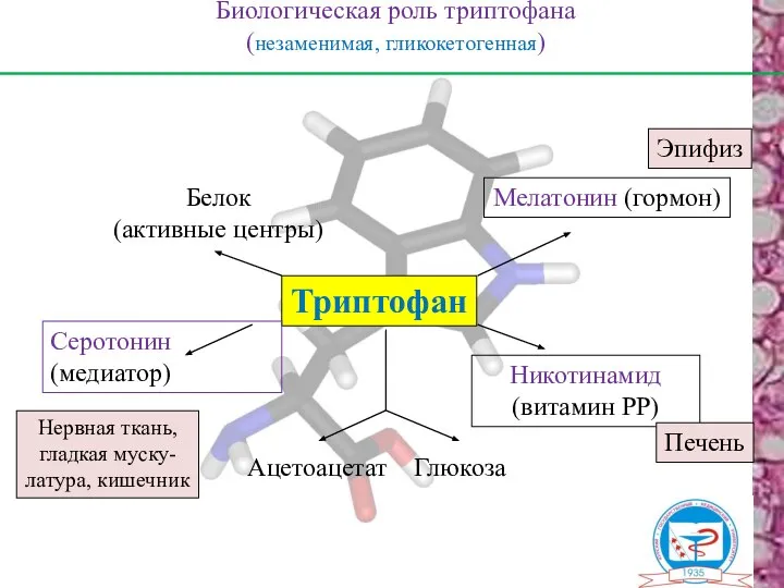 Биологическая роль триптофана (незаменимая, гликокетогенная) Триптофан Серотонин (медиатор) Мелатонин (гормон) Белок (активные