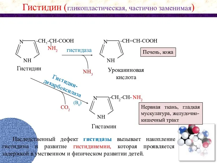 NH2 N NH -CH2-CH-COOH NH2 NH3 N NH -CH=CH-COOH гистидаза Гистидин (гликопластическая,