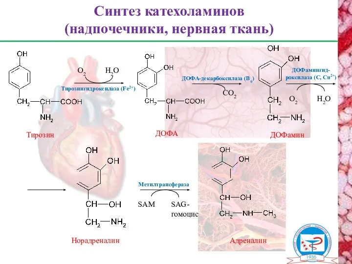 Тирозингидроксилаза (Fe2+) Адреналин Норадреналин Синтез катехоламинов (надпочечники, нервная ткань) О2 Н2О ДОФА-декарбоксилаза