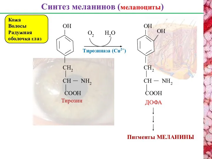 Синтез меланинов (меланоциты) Кожа Волосы Радужная оболочка глаз CH CH2 NH2 CООH