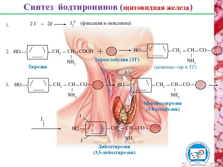 Синтез йодтиронинов (щитовидная железа) Тиреоглобулин (ТГ) 2. Тирозин 2 J - 2е