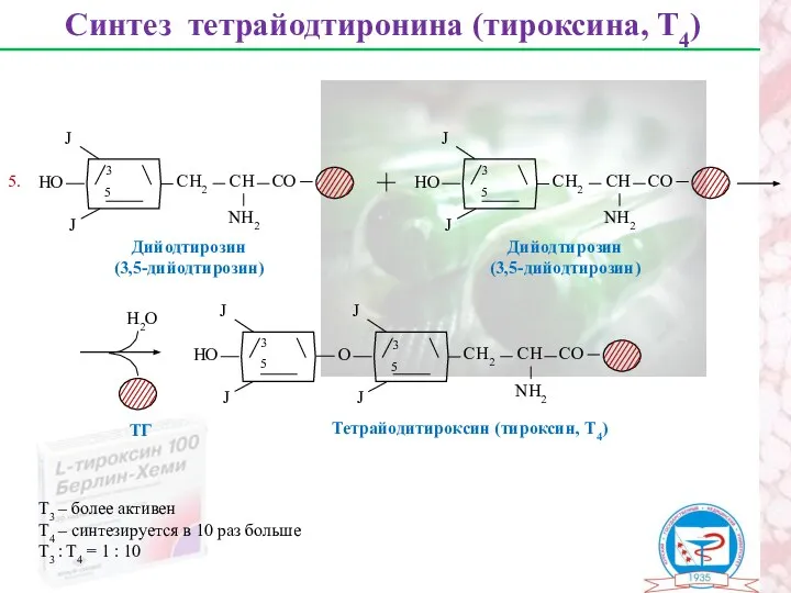 Синтез тетрайодтиронина (тироксина, Т4) Дийодтирозин (3,5-дийодтирозин) 3 5 Дийодтирозин (3,5-дийодтирозин) 3 5