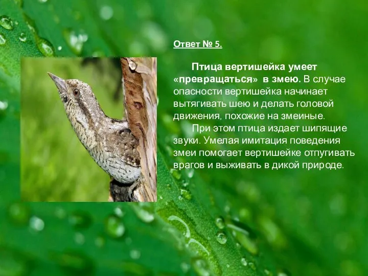 Ответ № 5. Птица вертишейка умеет «превращаться» в змею. В случае опасности