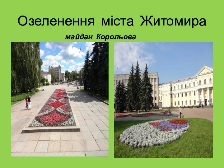 Озеленення міста Житомира майдан Корольова