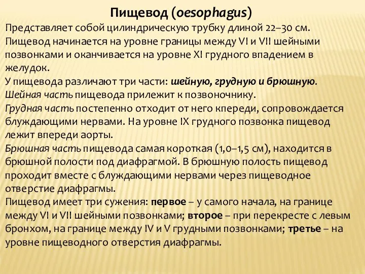 Пищевод (oesophagus) Представляет собой цилиндрическую трубку длиной 22–30 см. Пищевод начинается на