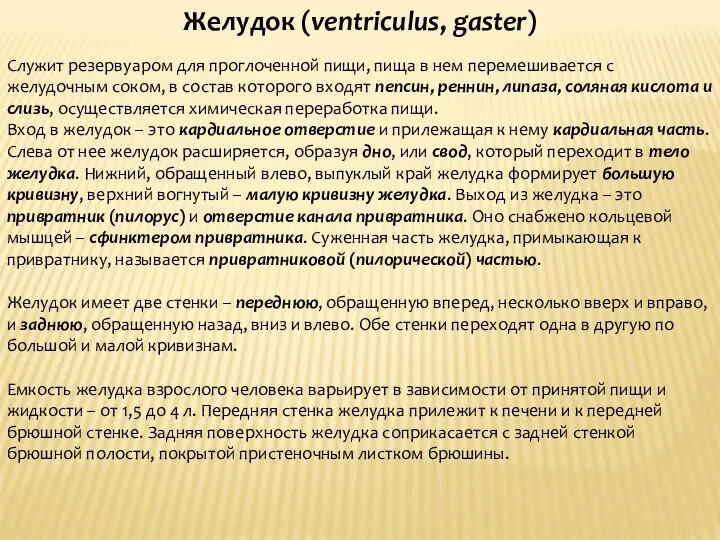 Желудок (ventriculus, gaster) Служит резервуаром для проглоченной пищи, пища в нем перемешивается