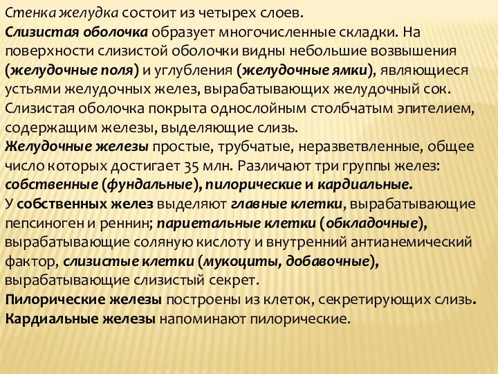 Стенка желудка состоит из четырех слоев. Слизистая оболочка образует многочисленные складки. На