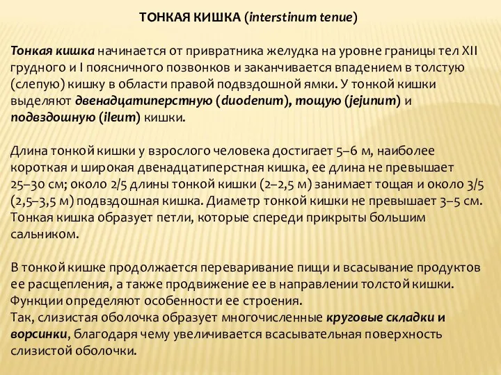 ТОНКАЯ КИШКА (interstinum tenue) Тонкая кишка начинается от привратника желудка на уровне