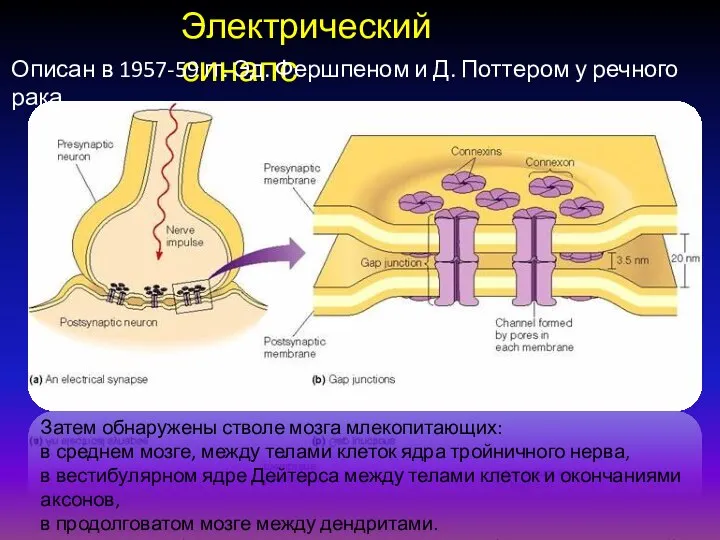 Электрический синапс Описан в 1957-59 гг. Эд. Фершпеном и Д. Поттером у