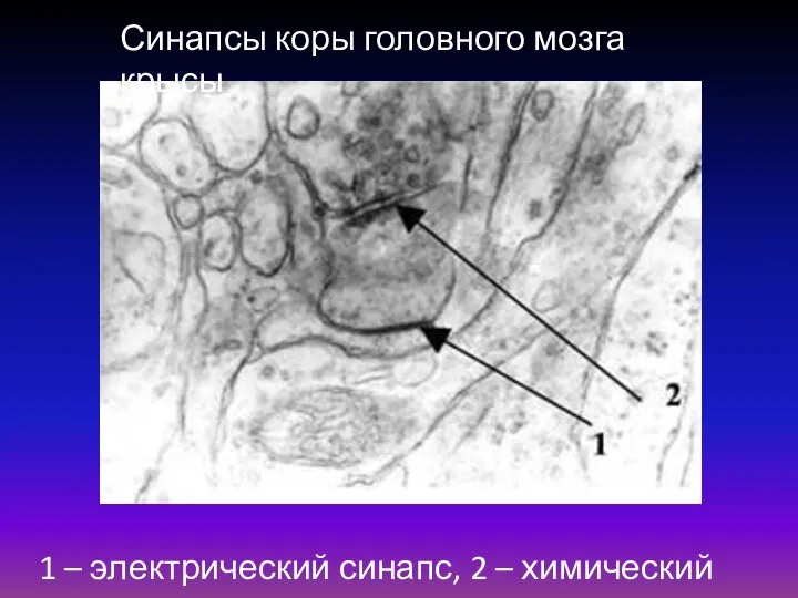 Синапсы коры головного мозга крысы 1 – электрический синапс, 2 – химический синапс