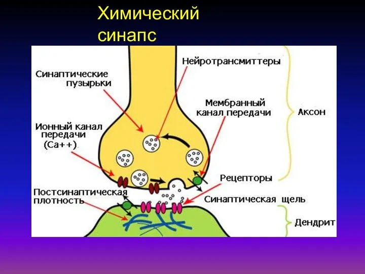 Химический синапс