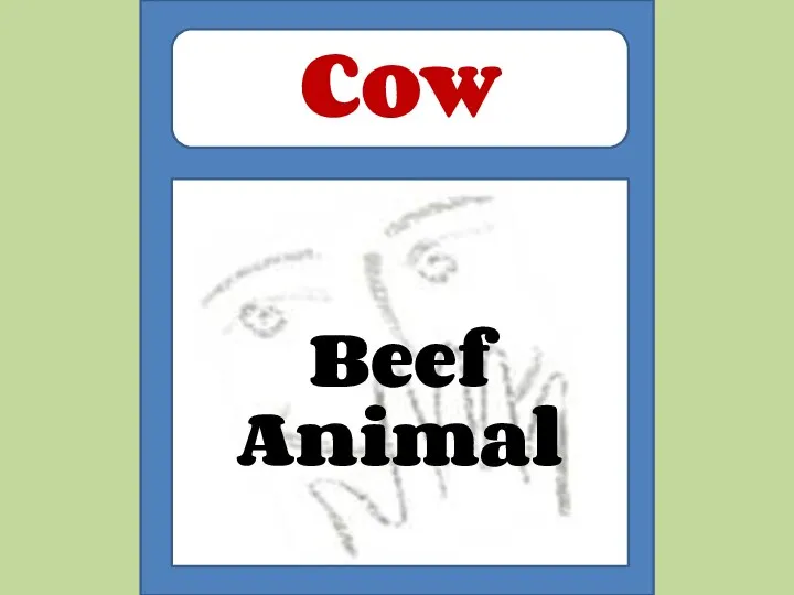 Beef Animal Cow