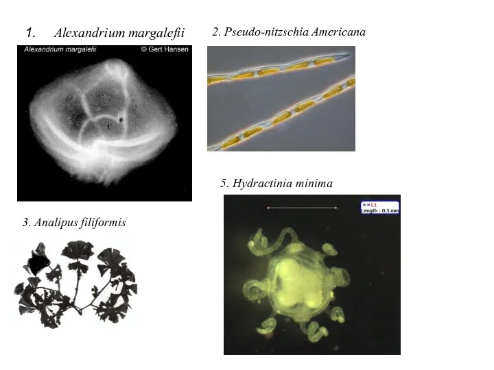 Alexandrium margalefii 2. Pseudo-nitzschia Americana 3. Analipus filiformis 5. Hydractinia minima