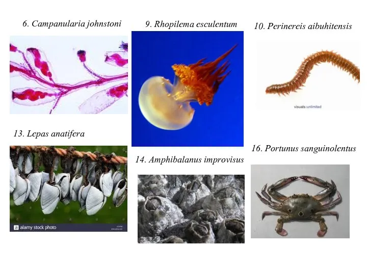 6. Campanularia johnstoni 9. Rhopilema esculentum 10. Perinereis aibuhitensis 13. Lepas anatifera