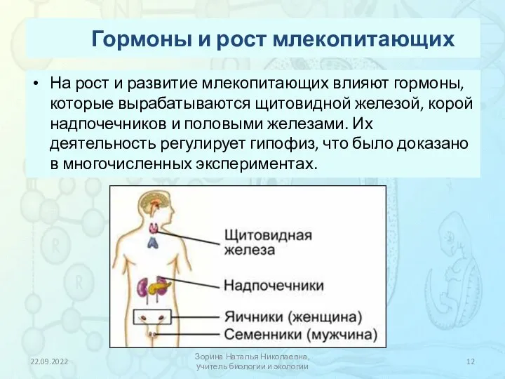 Гормоны и рост млекопитающих На рост и развитие млекопитающих влияют гормоны, которые