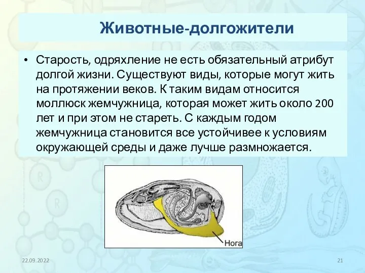 Животные-долгожители Старость, одряхление не есть обязательный атрибут долгой жизни. Существуют виды, которые