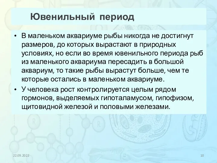 Ювенильный период В маленьком аквариуме рыбы никогда не достигнут размеров, до которых