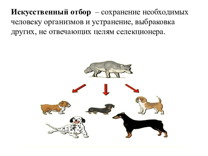 Искусственный отбор – сохранение необходимых человеку организмов и устранение, выбраковка других, не отвечающих целям селекционера.