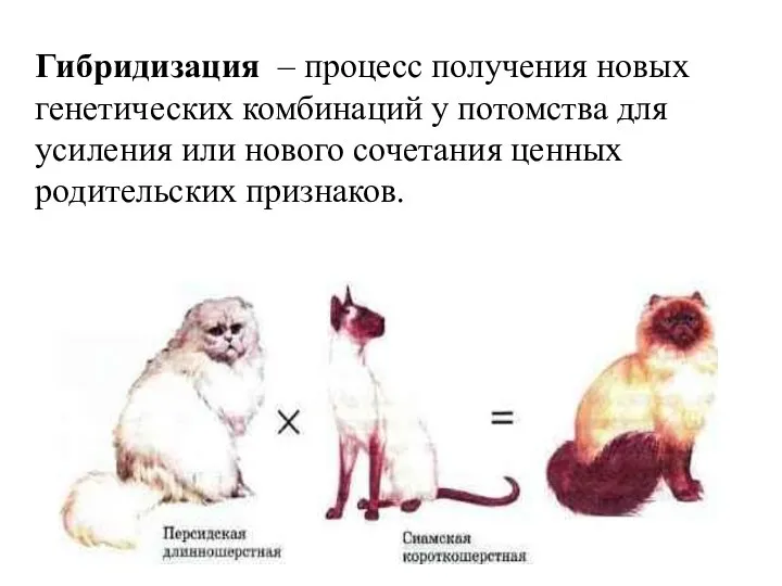 Гибридизация – процесс получения новых генетических комбинаций у потомства для усиления или