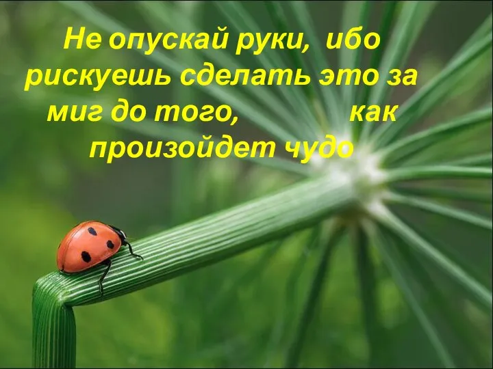 Не опускай руки, ибо рискуешь сделать это за миг до того, как произойдет чудо