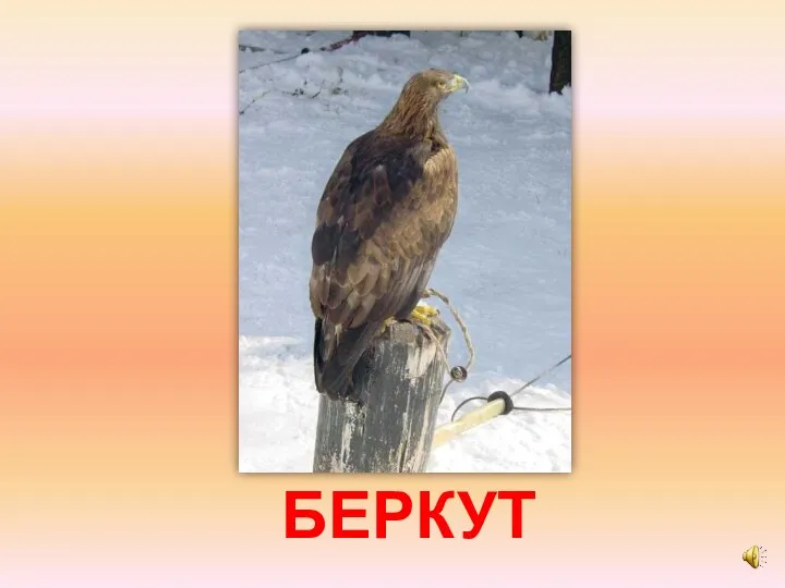 БЕРКУТ