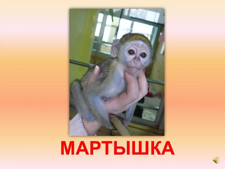 МАРТЫШКА