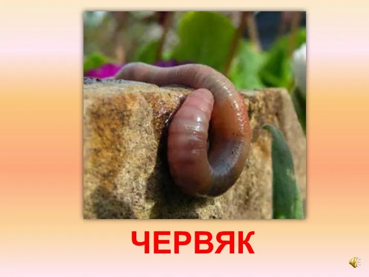 ЧЕРВЯК