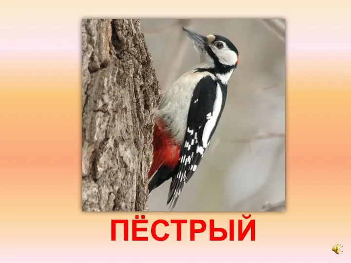 ПЁСТРЫЙ