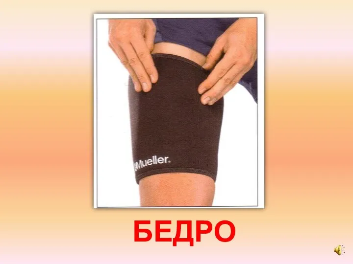 БЕДРО