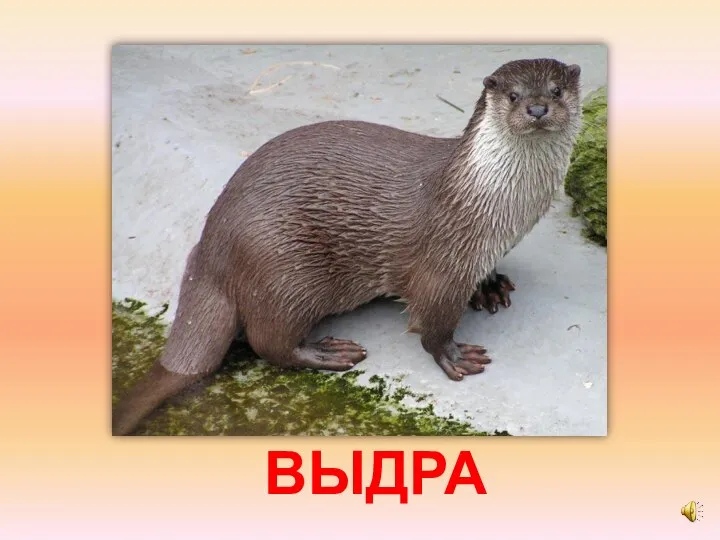 ВЫДРА