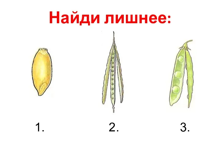 Найди лишнее: 1. 2. 3.