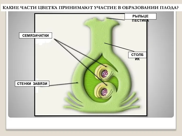 СЕМЯЗАЧАТКИ СТЕНКИ ЗАВЯЗИ РЫЛЬЦЕ ПЕСТИКА СТОЛБИК КАКИЕ ЧАСТИ ЦВЕТКА ПРИНИМАЮТ УЧАСТИЕ В ОБРАЗОВАНИИ ПЛОДА?