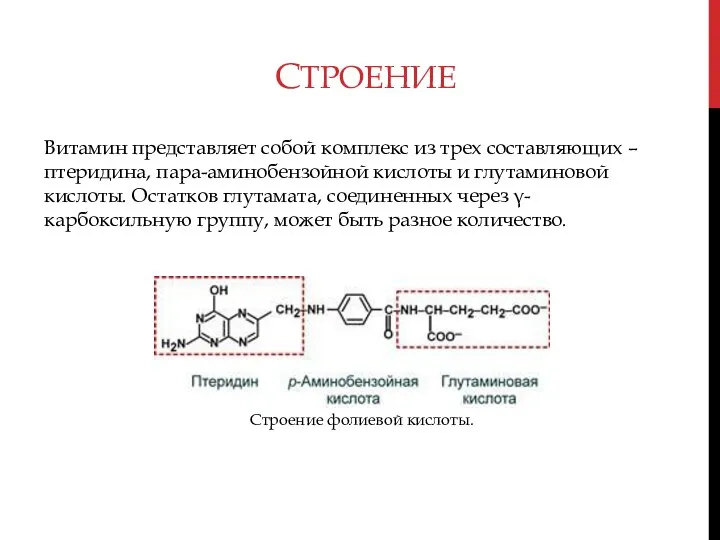 СТРОЕНИЕ Витамин представляет собой комплекс из трех составляющих – птеридина, пара-аминобензойной кислоты