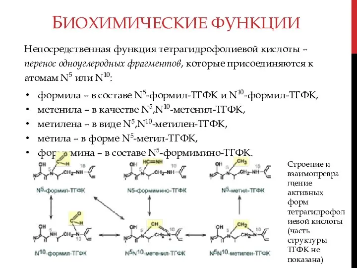 БИОХИМИЧЕСКИЕ ФУНКЦИИ Непосредственная функция тетрагидрофолиевой кислоты – перенос одноуглеродных фрагментов, которые присоединяются