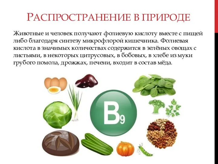 РАСПРОСТРАНЕНИЕ В ПРИРОДЕ Животные и человек получают фолиевую кислоту вместе с пищей