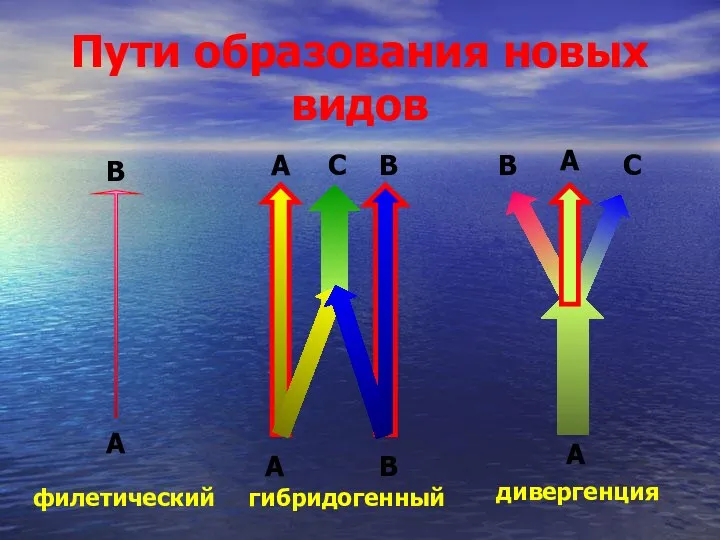 Пути образования новых видов филетический гибридогенный дивергенция А А А В В