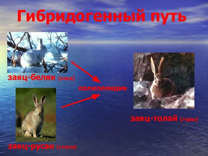 Гибридогенный путь заяц-беляк (леса) заяц-русак (степи) заяц-толай (горы) полиплоидия