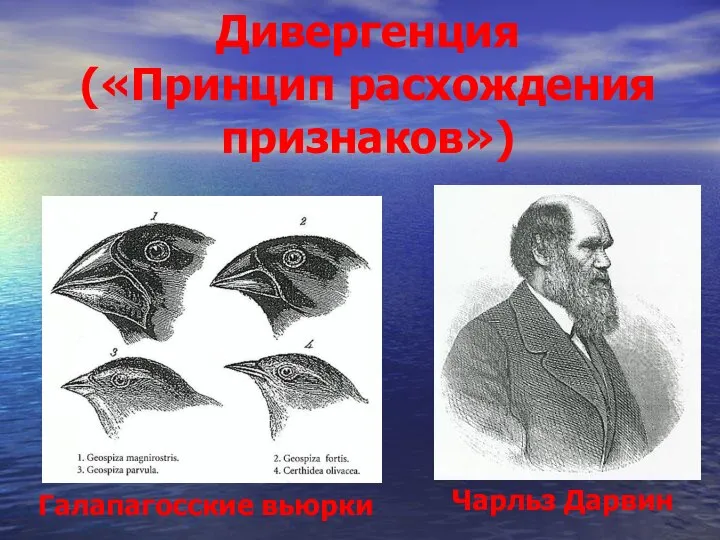 Дивергенция («Принцип расхождения признаков») Чарльз Дарвин Галапагосские вьюрки
