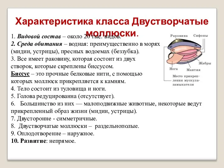 Характеристика класса Двустворчатые моллюски. 1. Видовой состав – около 20 тыс. видов.