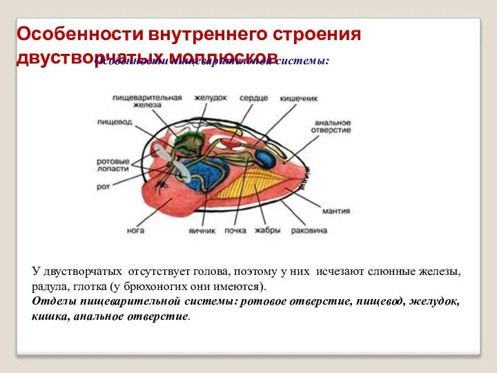 Особенности внутреннего строения двустворчатых моллюсков Особенности пищеварительной системы: У двустворчатых отсутствует голова,