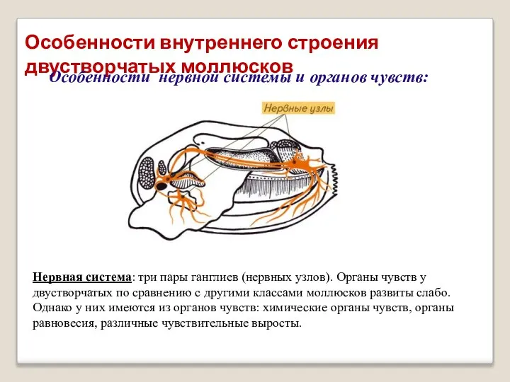 Особенности внутреннего строения двустворчатых моллюсков Особенности нервной системы и органов чувств: Нервная