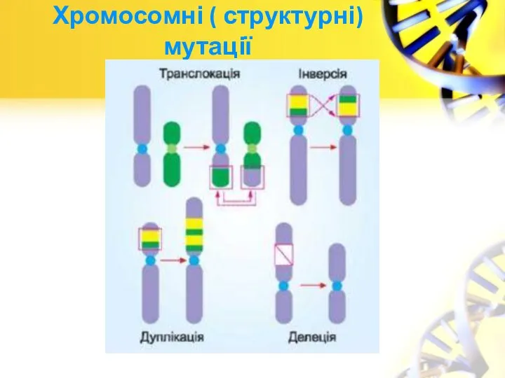 Хромосомні ( структурні) мутації