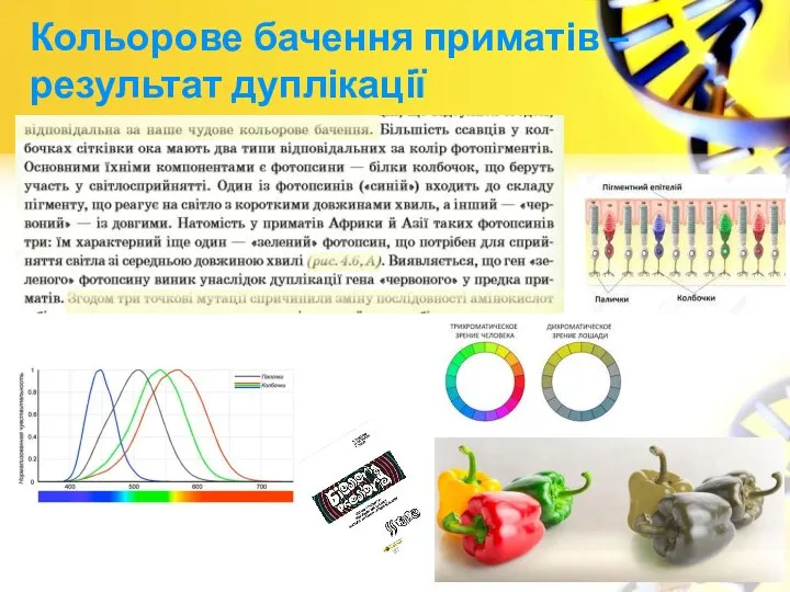 Кольорове бачення приматів – результат дуплікації