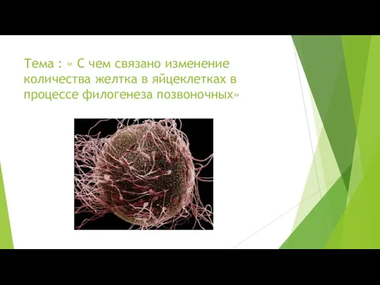Тема : « С чем связано изменение количества желтка в яйцеклетках в процессе филогенеза позвоночных»