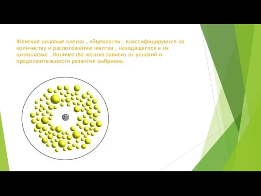 Женские половые клетки , яйцеклетки , классифицируются по количеству и расположению желтка