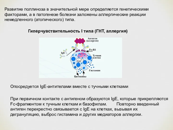 Развитие поллиноза в значительной мере определяется генетическими факторами, а в патогенезе болезни