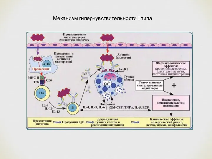 Механизм гиперчувствительности I типа